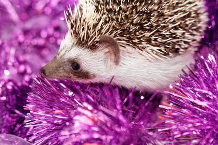 A cute little hedgehog with Christmas decorationsの写真素材