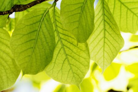 Beautiful close up photo of  green leaves