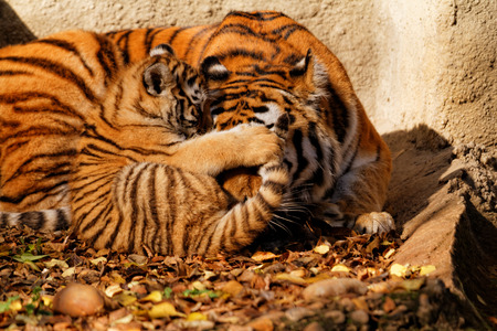 The tiger mum in the zoo with her tiger cub    の写真素材