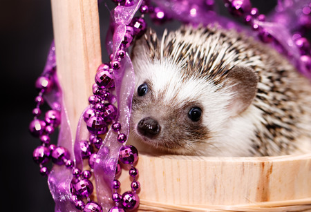 A cute little hedgehog with Christmas decorationsの写真素材