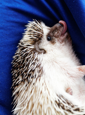 Photo of a cute hedgehog on a blue beanbagの写真素材
