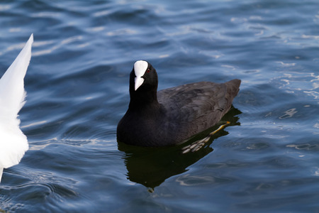 Photo of the mallard in the lakeの写真素材