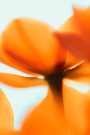 Beautiful photo of the beauiful orange flowerの写真素材