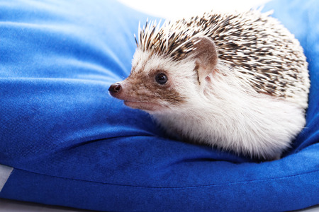Photo of a cute hedgehog on a blue beanbagの写真素材