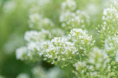 Close up photo lots of white flowerの写真素材