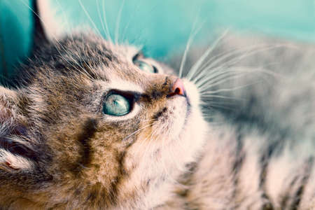 Close up photo of a cute small catの写真素材