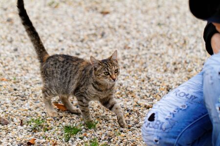 Photo of a cute brown cat in the gardenの写真素材