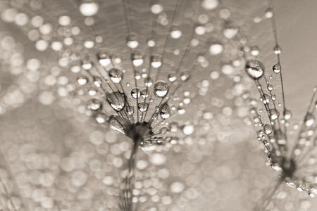 Abstract macro photo of dandelion seeds with water dropsの写真素材