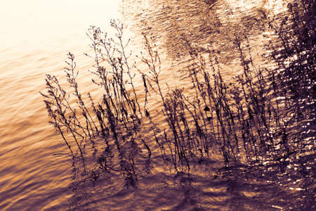 Photo some grass in the lake at sunsetの写真素材