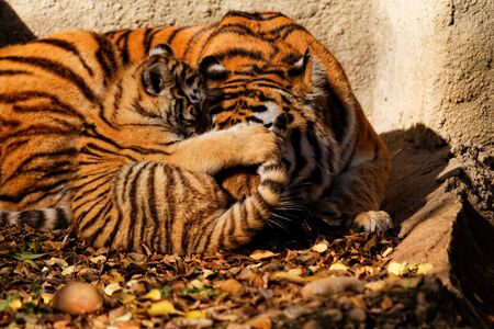The tiger mum in the zoo with her tiger cub - sunny photoの写真素材