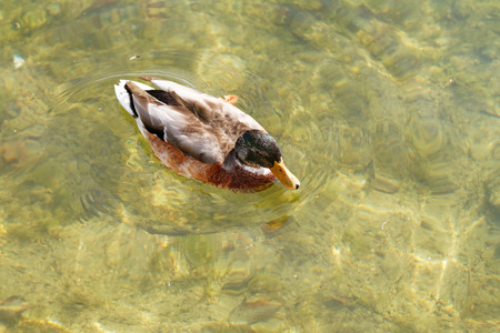 Photo of a mallard in the clean waterの写真素材