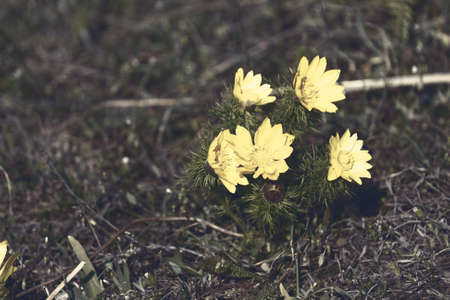 Photo beautiful small yellow flower in the fieldの写真素材