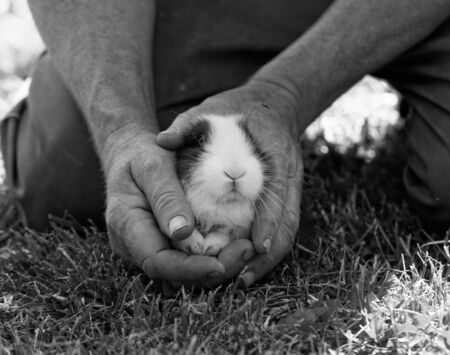 Farmer man holding in his hands a cute baby bunny rabbit - BWの写真素材
