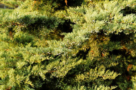 Photo of a fir tree at autumn