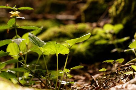 Photo of some undergrowth in the forest