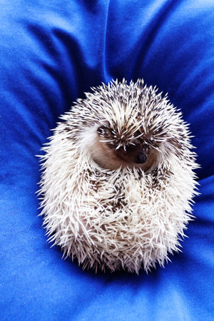 Photo of a cute hedgehog on a blue beanbagの写真素材