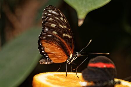 Photo of a beautiful colorful butterfly at work