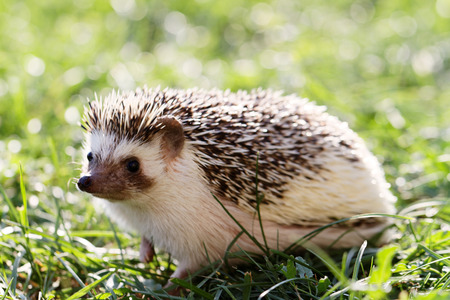 Hedgehog on green lawn in backyardの写真素材