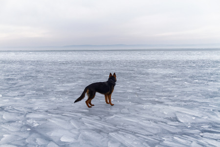 German Shepherd dog in the frozen lake