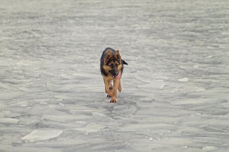 German Shepherd dog in the frozen lakeの写真素材