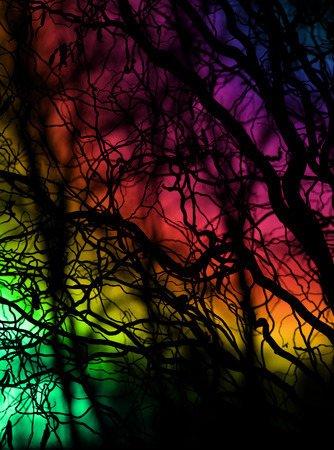 Tree branches on dramatic sunset sky - abstract photoの写真素材
