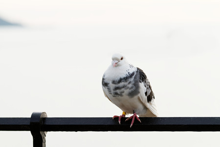 Pigeon sitting on the railing - close up photoの写真素材