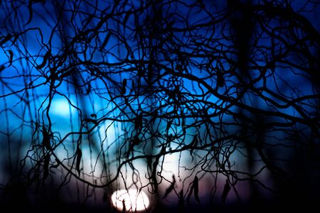 Tree branches on dramatic sunset sky - abstract photoの写真素材