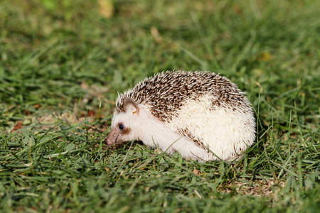 Hedgehog on green lawn in backyardの写真素材
