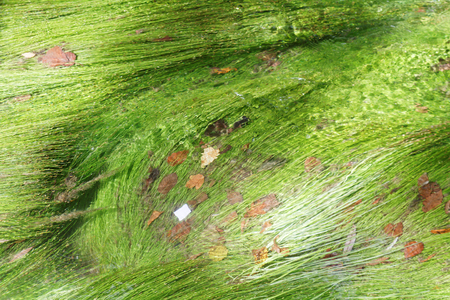 Algae in a mountain streamの写真素材