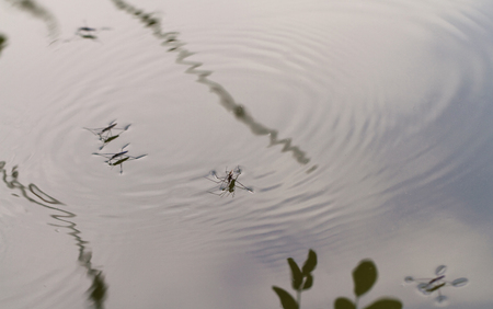 Gerridae on the water surface - close up photoの写真素材