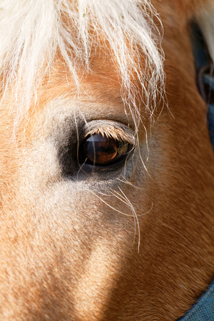 Portrait of a brown horse - detail photoの写真素材