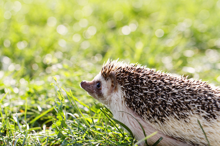 Hedgehog on green lawn in backyardの写真素材