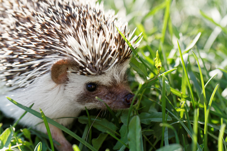 Hedgehog on green lawn in backyardの写真素材