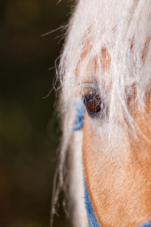 Portrait of a brown horse - detail photoの写真素材