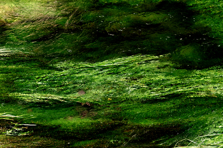 Algae in a mountain stream - abstract photoの写真素材