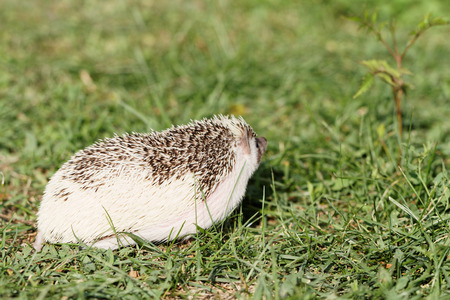Hedgehog on green lawn in backyardの写真素材