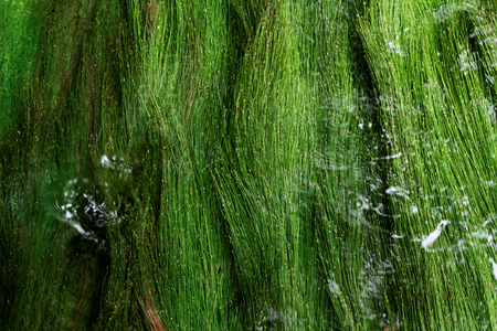 Algae in a mountain stream - abstract photoの写真素材
