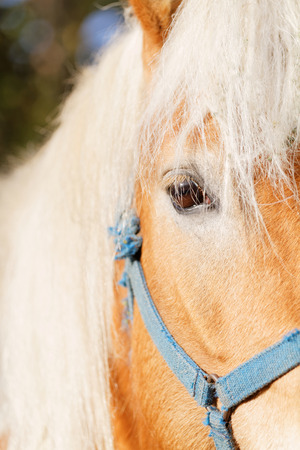 Portrait of a brown horse - detail photoの写真素材
