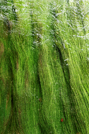 Algae in a mountain stream - abstract photoの写真素材