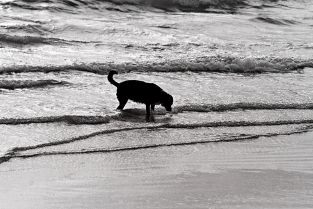 Playing dog on the beach - silhouette photoの写真素材