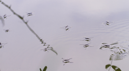 Gerridae on the water surface - close up photoの写真素材
