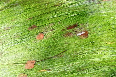 Algae in a mountain stream - abstract photoの写真素材