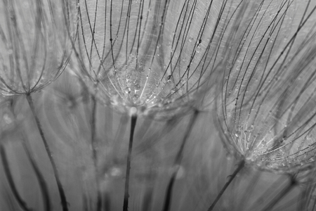 Abstract macro photo of dandelion seeds with water dropsの写真素材