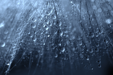Plant seeds with water dropsの写真素材