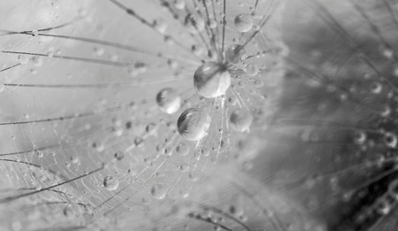 Plant seeds with water dropsの写真素材