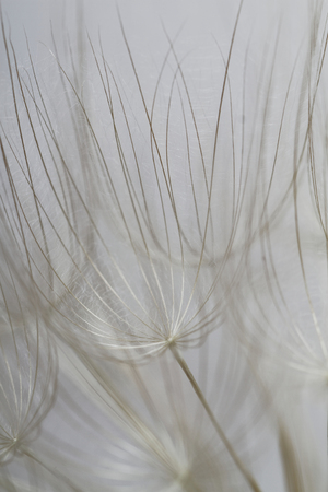 Plant seeds - macro photoの写真素材
