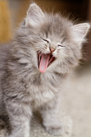 Gray little kitten yawns - cat photoの写真素材