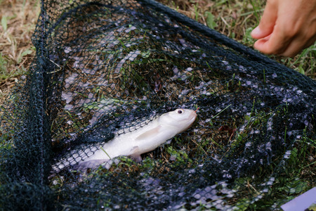 Freshwater fish on green grass.の写真素材