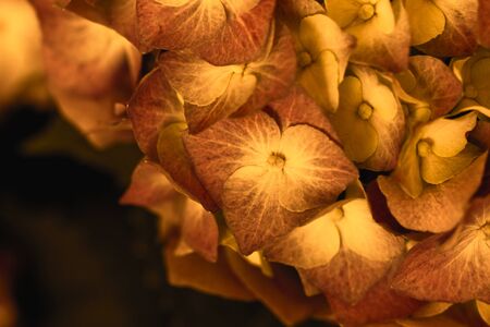 Hydrangea flowerの写真素材
