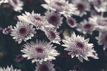 Beautiful pink chrysanthemum as background pictureの写真素材